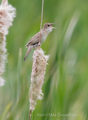 Savi's Warbler (Locustella luscinioides) photo
