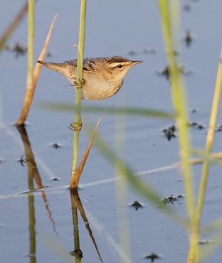 Sedge Warbler (Acrocephalus schoenobaenus) photo
