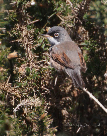 Spectacled Warbler (Sylvia conspicillata) photo