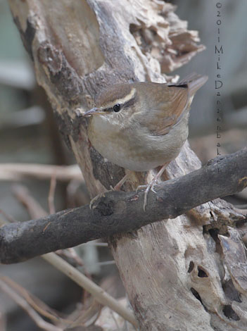 Asian Stubtail (Urosphena squameiceps) photo