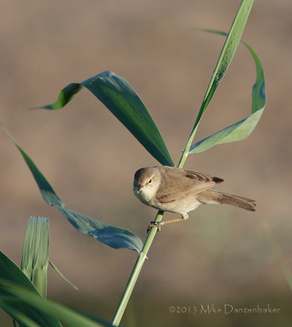 Sykes's Warbler (Iduna rama) photo