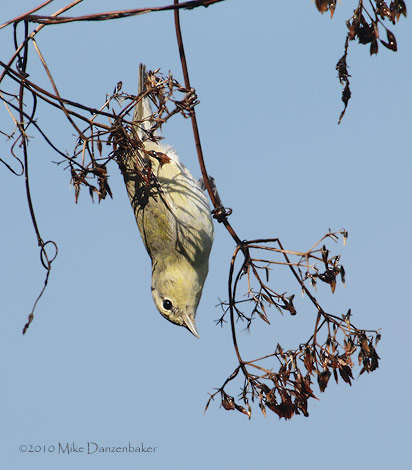 Tennessee Warbler (Vermivora peregrina) photo