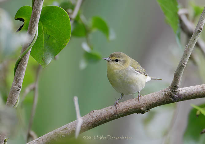 Tennessee Warbler (Oreothlypis peregrina) photo