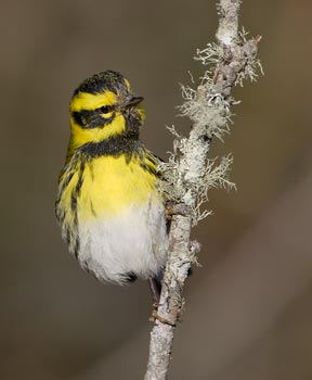 Townsend's Warbler (Dendroica townsendi) photo