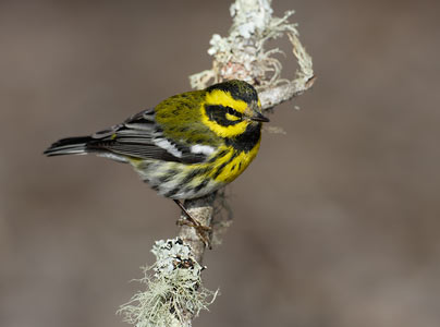 Townsend's Warbler (Dendroica townsendi) photo