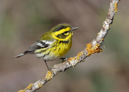 Townsend's Warbler (Dendroica townsendi) photo