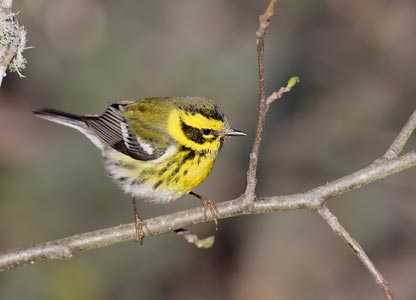 Townsend's Warbler (Dendroica townsendi) photo