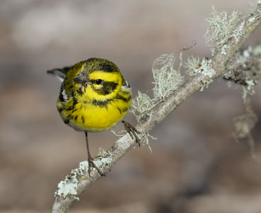 Townsend's Warbler (Dendroica townsendi) photo