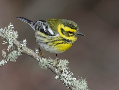 Townsend's Warbler (Dendroica townsendi) photo