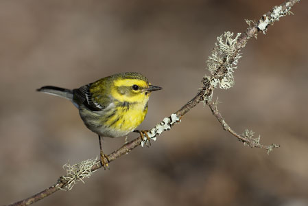 Townsend's Warbler (Dendroica townsendi) photo