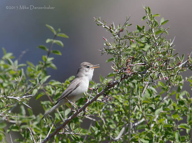 Upcher's Warbler (Hippolais languida) photo