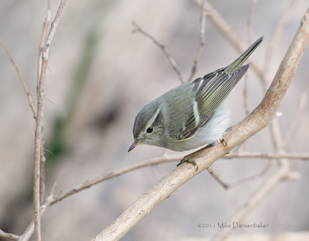 Yellow-browed Warbler (Phylloscopus inornatus) photo