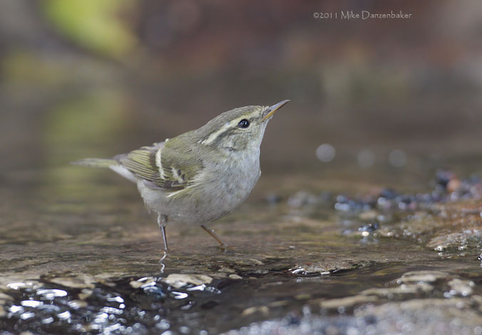 Yellow-browed Warbler (Phylloscopus inornatus) photo
