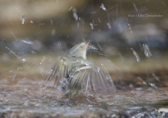 Yellow-browed Warbler (Phylloscopus inornatus) photo