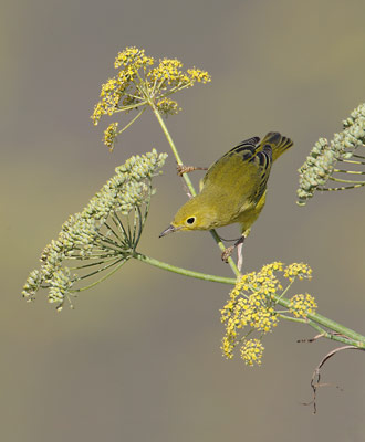 Yellow Warbler (Dendroica petechia) photo
