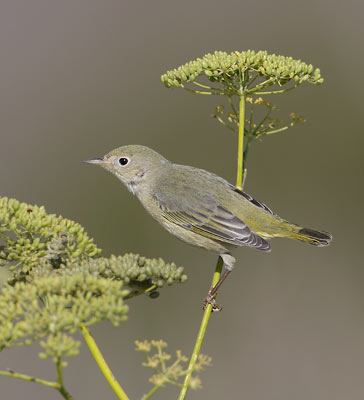 Yellow Warbler (Dendroica petechia) photo