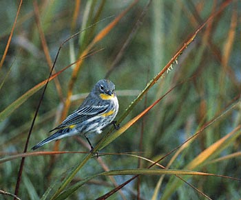 Myrtle Warbler (Dendroica coronata) photo image