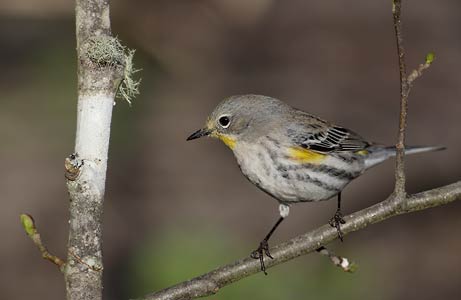 Yellow-rumped Warbler (Dendroica coronata) photo