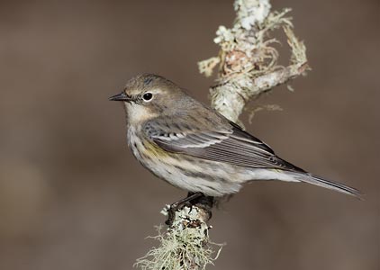 Yellow-rumped Warbler (Dendroica coronata) photo