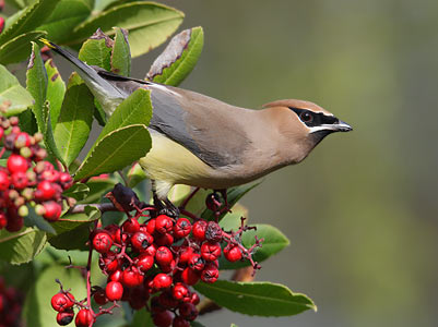 Cedar Waxwing (Bombycilla cedrorum) photo