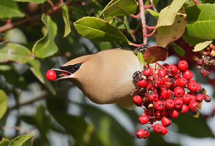 Cedar Waxwing (Bombycilla cedrorum) photo