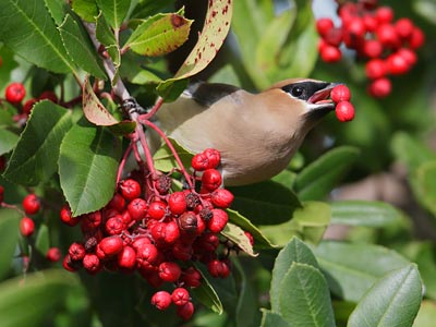 Cedar Waxwing (Bombycilla cedrorum) photo