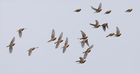 Cedar Waxwing (Bombycilla cedrorum) photo