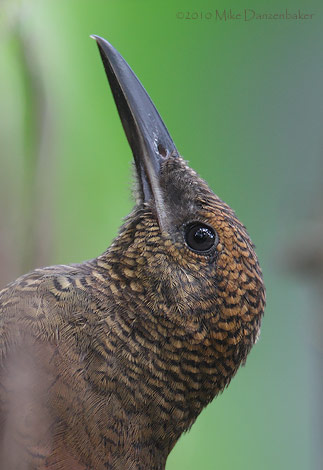 Northern Barred Woodcreeper (Dendrocolaptes sanctithomae) photo