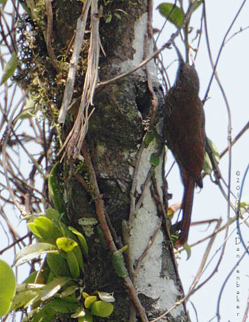 Lineated Woodcreeper (Lepidocolaptes albolineatus) photo