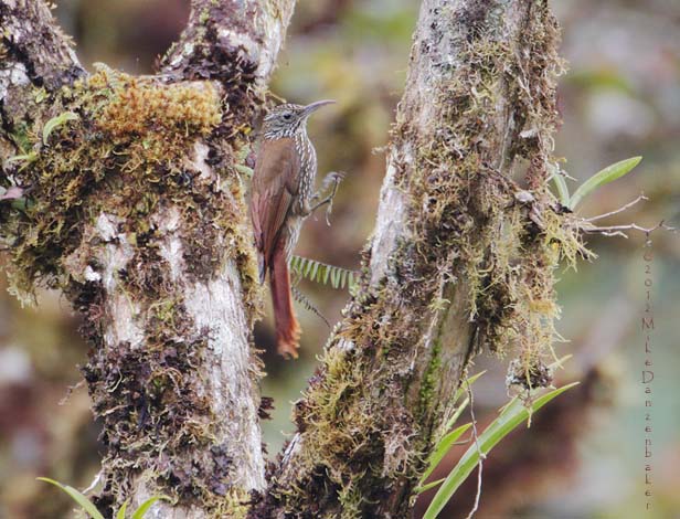 Montane Woodcreeper (Lepidocolaptes lacrymiger) photo