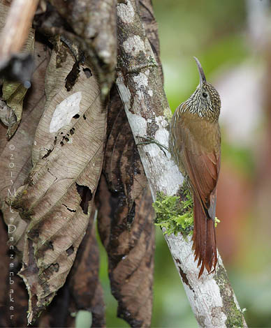 Montane Woodcreeper (Lepidocolaptes lacrymiger) photo