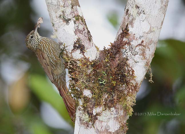Montane Woodcreeper (Lepidocolaptes lacrymiger) photo