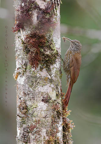 Montane Woodcreeper (Lepidocolaptes lacrymiger) photo