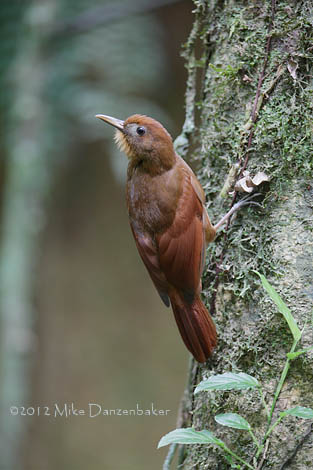 Ruddy Woodcreeper (Dendrocincla homochroa) photo