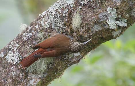 Spot-crowned Woodcreeper (Lepidocolaptes affinis) photo