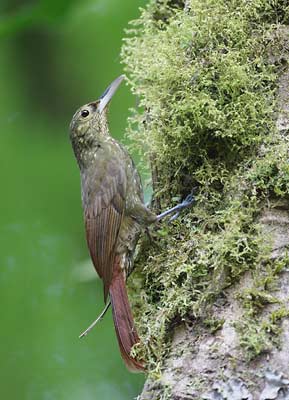Spotted Woodcreeper (Xiphorhynchus erythropygius) photo