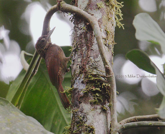 Spix's Woodcreeper (Xiphorhynchus spixii) photo