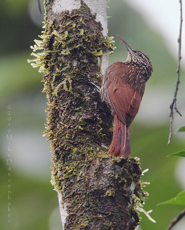 Streak-headed Woodcreeper (Lepidocolaptes souleyetii) photo