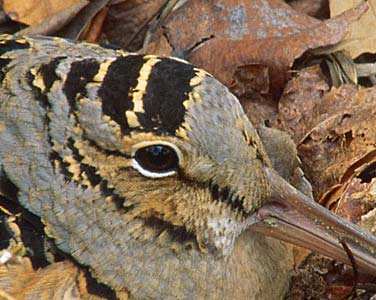 American Woodcock (Scolopax minor) photo image