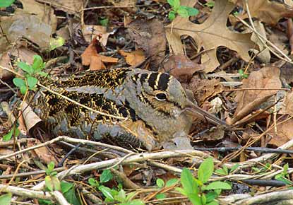 American Woodcock (Scolopax minor) photo image