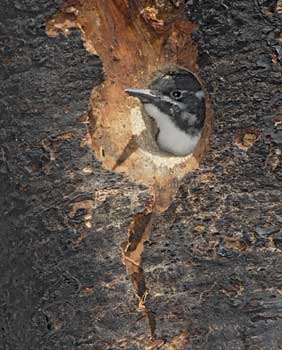 Three-toed Woodpecker (Picoides tridactylus) photo