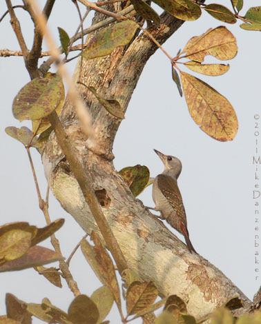 African Grey Woodpecker (Dendropicos goertae) photo