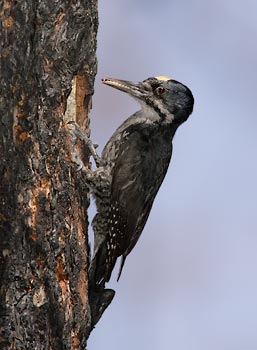 Black-backed Woodpecker (Picoides arcticus) photo image