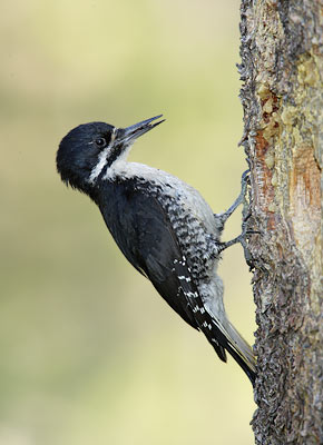 Black-backed Woodpecker (Picoides arcticus) photo