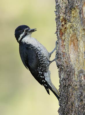 Black-backed Woodpecker (Picoides arcticus) photo