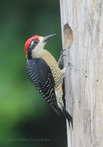 Black-cheeked Woodpecker (Melanerpes pucherani) photo
