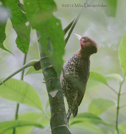 Cinnamon Woodpecker (Celeus loricatus) photo