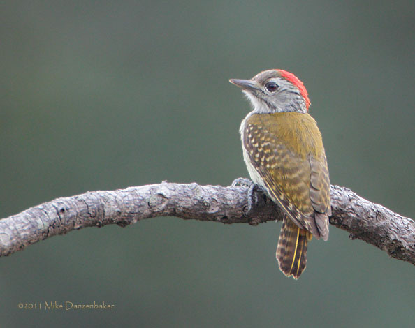 Cardinal Woodpecker (Dendropicos fuscescens) photo