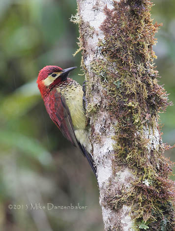 Crimson-mantled Woodpecker (Colaptes rivolii) photo