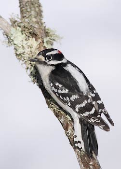 Downy Woodpecker (Picoides pubescens) photo